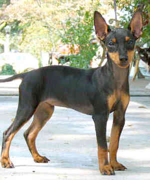 TERRIER DE MANCHESTER